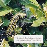 Plantura Xentari Raupenfrei & Zünslerfrei gegen Buchsbaumzünsler & Schadraupen, extrem wirksames & biologisches Spritzmittel, Nicht bienengefährlich, 8 x 2g Portionsbeutel 16 g für 320 m²