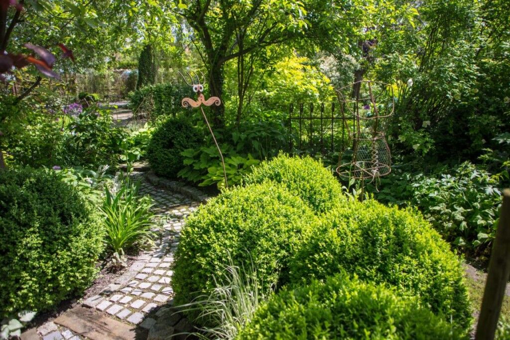 Buchsbaum Eigenschaften Buchsbäume als Gartengewächs