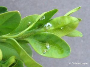 Psylla buxi - Buchsbaumblattsauger