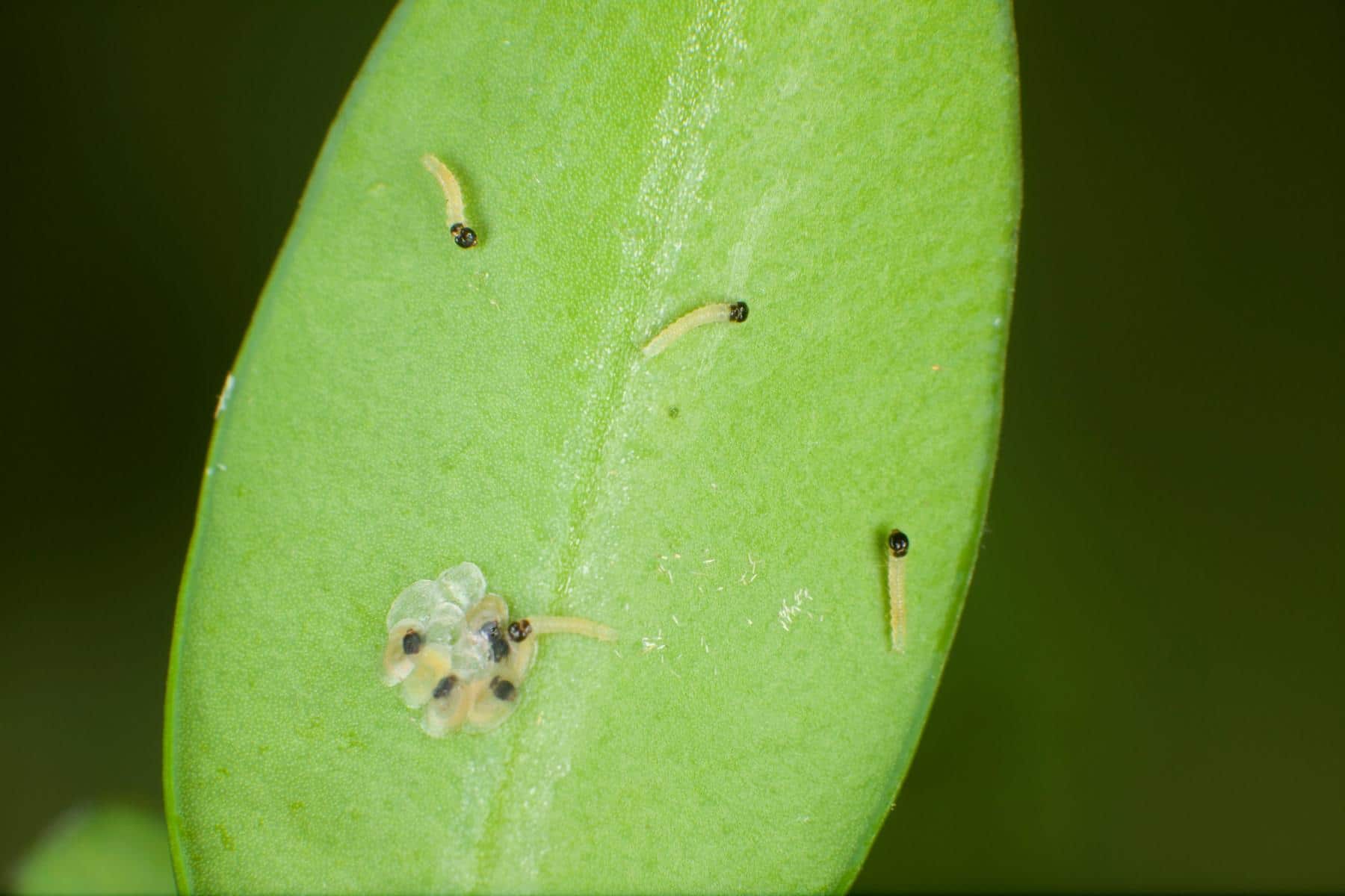 Buchsbaumzünsler Larven Aus den Eiern geschlüpfte Larven des Buchsbaumzünslers