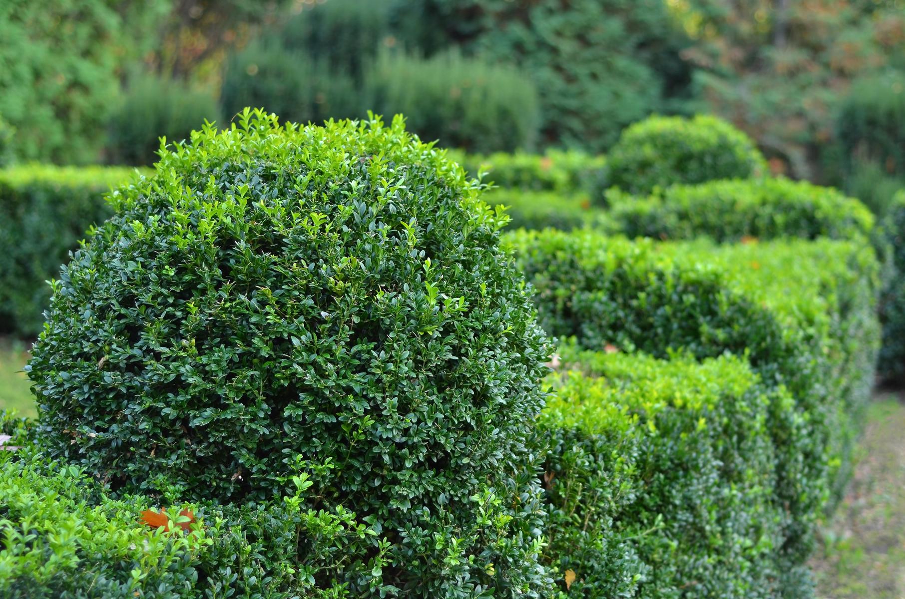 Buchsbaum im Garten Gewöhnlicher Buchsbaum - Buxus sempervirens