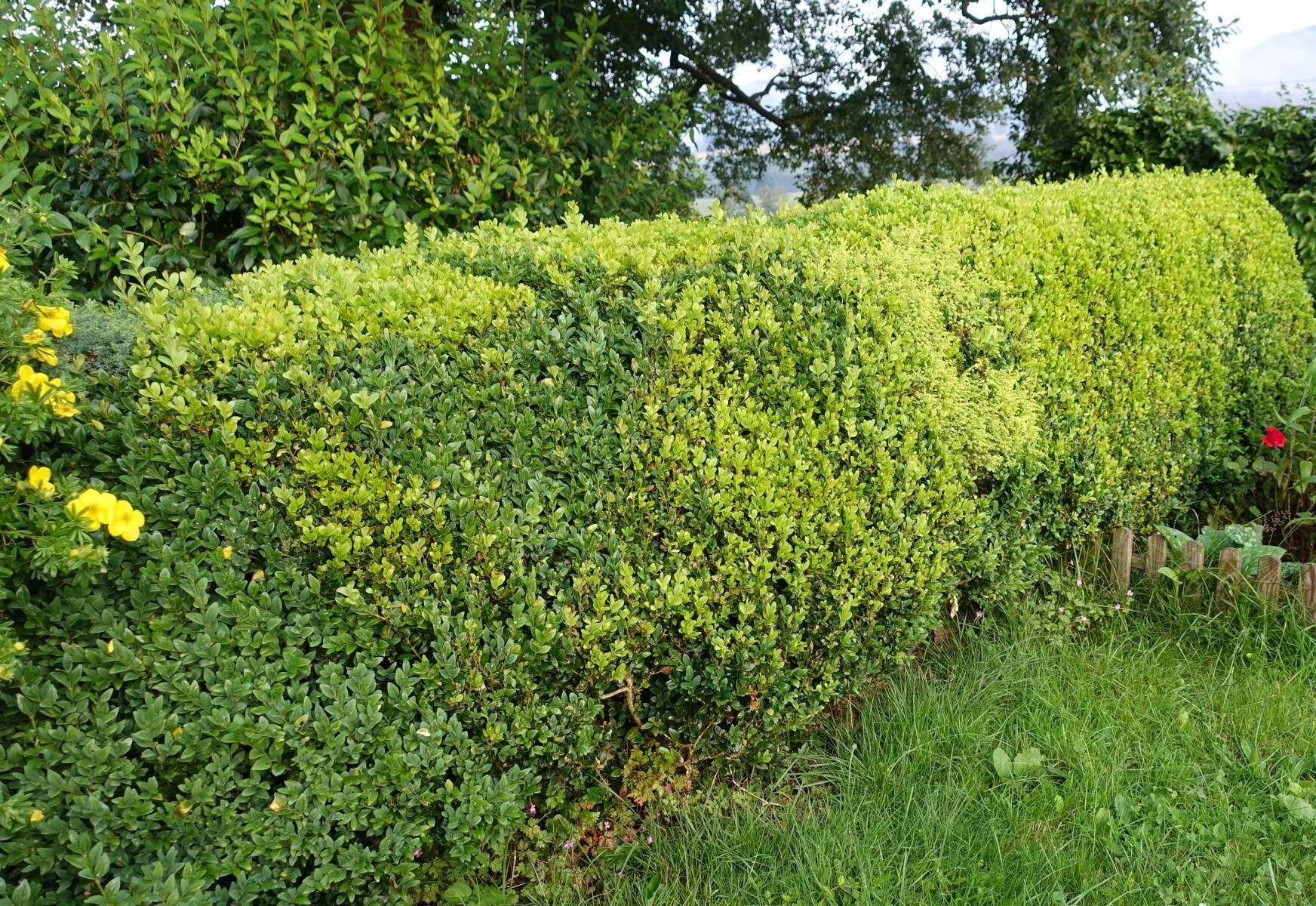 Buchsbaumhecke Standort