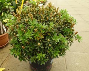 Zwerg Rhododendron