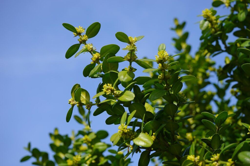 Buchsbaumblüten gelbliche Blüten des Buchsbaums