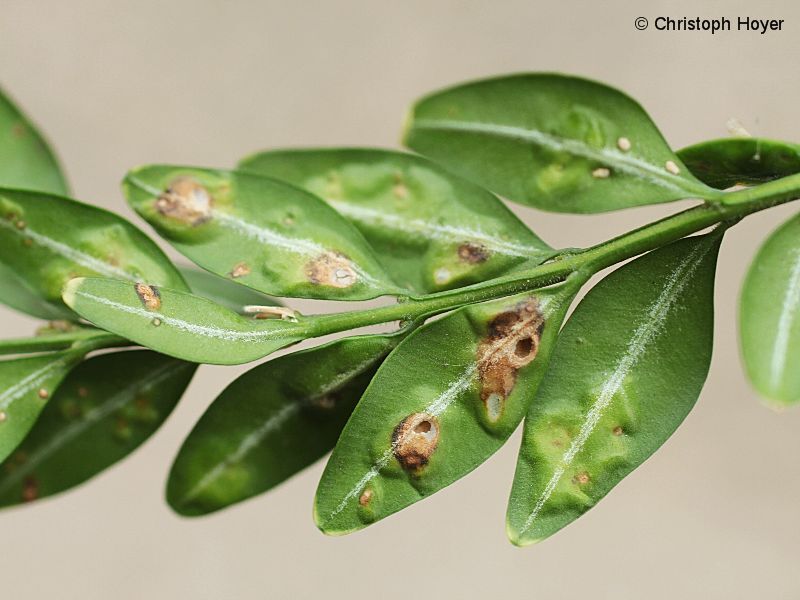 Monarthropalpus buxi