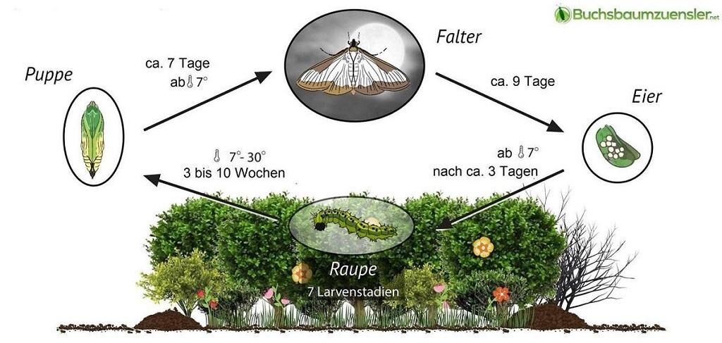 Lebensweise des Buchsbaumzünslers