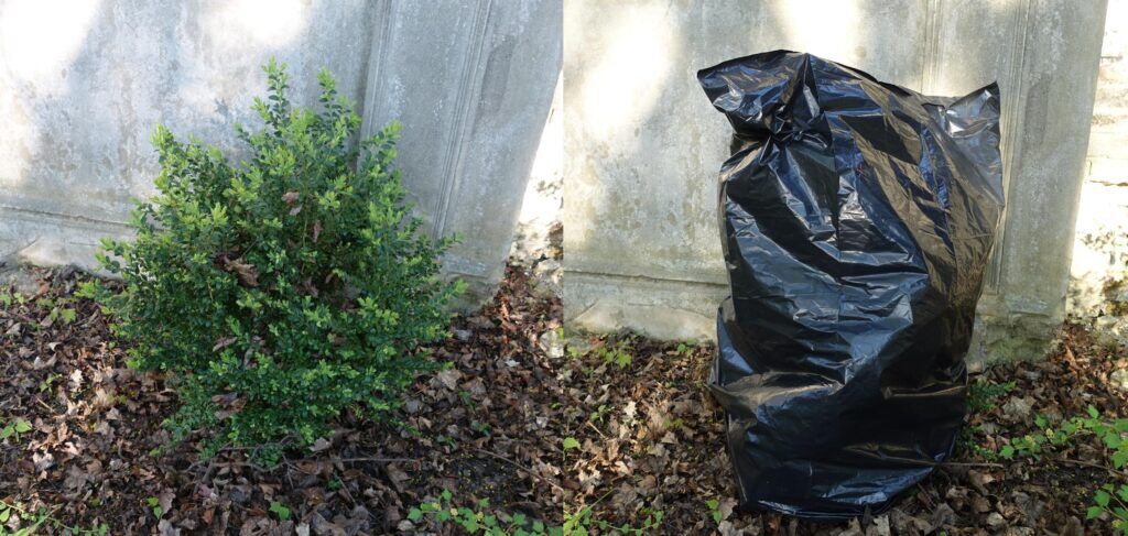 Mit Müllsack Buchsbaumzünsler bekämpfen Müllsack über Buchsbaum gegen den Buchsbaumzünsler