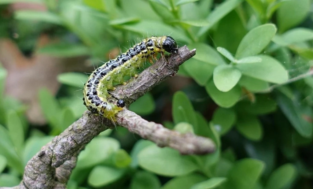 Buchsbaumzünsler bekämpfen Die Buchsbaumzünsler Raupe auf einem Ast